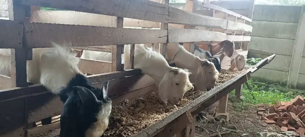 Al Anhar farm jual kambing kurban