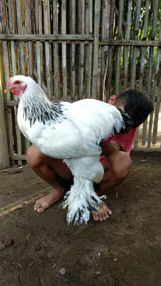 Ayam Brahma Dewasa Sepasang