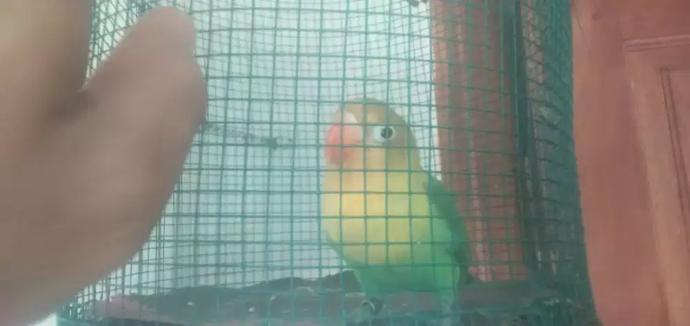 Love bird aQua Homozygote