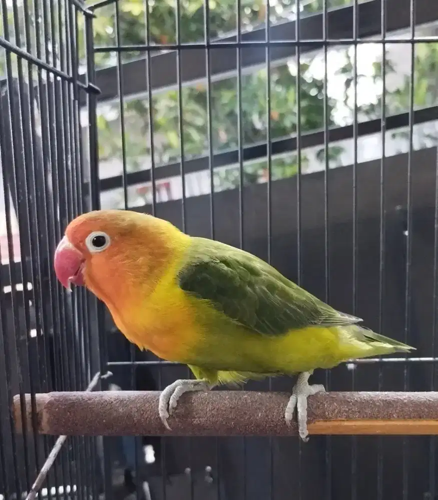 Lovebird darkgreen