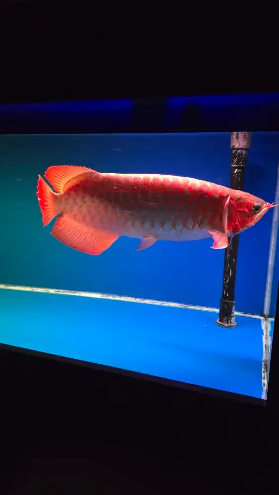 Ikan Arwana super red