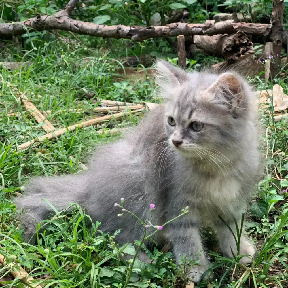 Kitten Persia Longhair