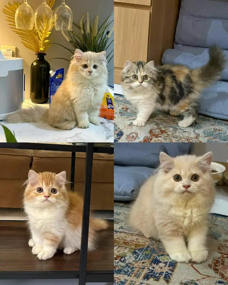 Lepas adop usia 2,5bln