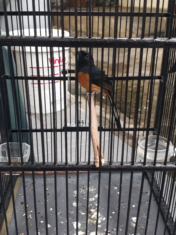 Murai batu betina hitam fighter fs