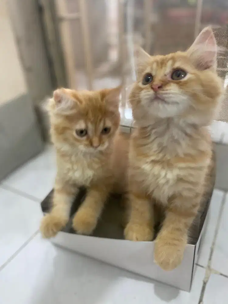 Kucing persia medium jantan dan betina