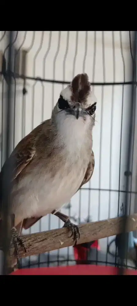 BURUNG CRUKCUK ALARM SUBUH