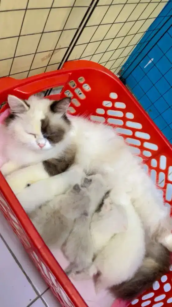 Borongan indukan + 5 kitten