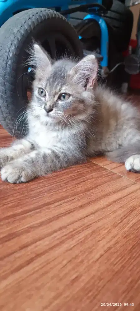 Kitten persia medium warna abu2