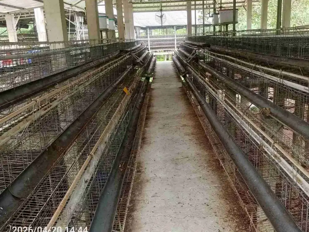 disewakan kandang ayam telur di Rumpin