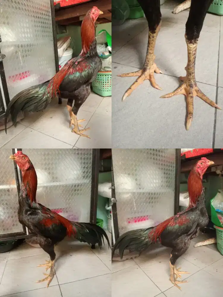Ayam bangkok ukuran 5 badan mbotol
