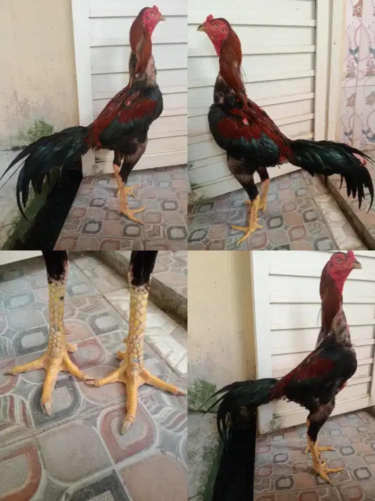Ayam Bangkok klasik ukuran 6