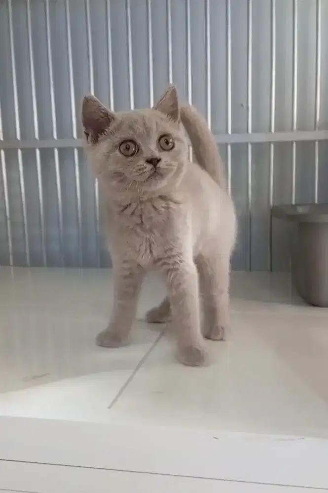 BRITISH SHORTHAIR/BSH LILAC