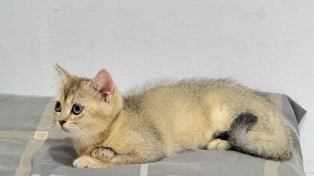 Kucing BSH Golden Betina 3 Bulan