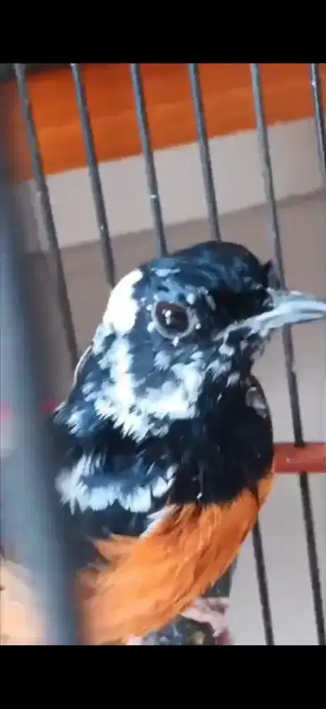 Murai jantan  blorok extreme