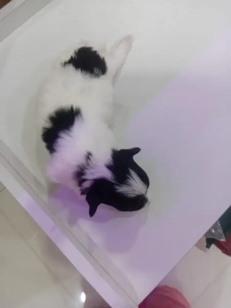 Jual Pochon jantan (ras mix yah)