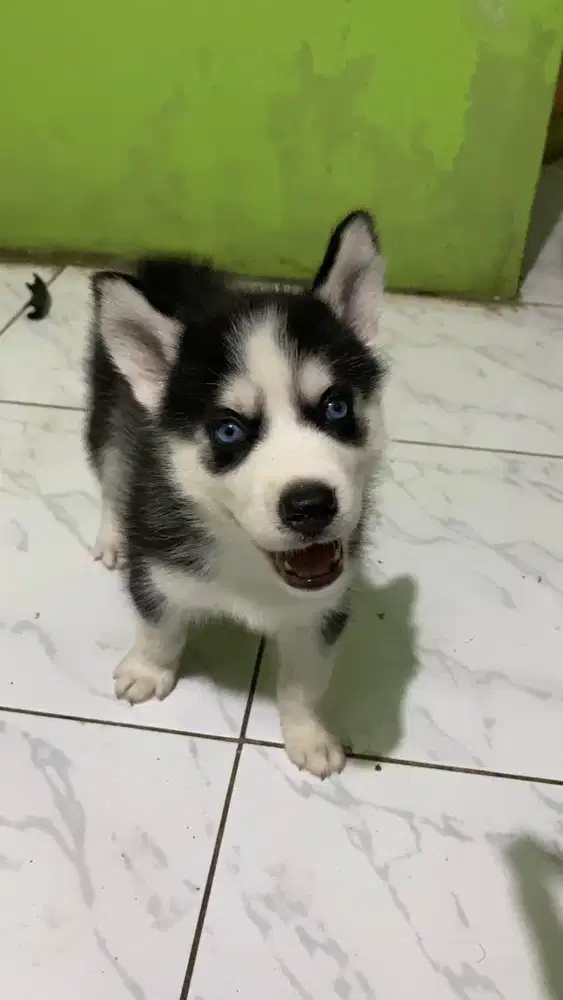 Siberian husky pure