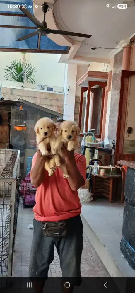 Golden Retriever anakan