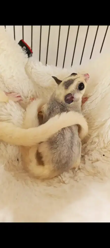 Sugar glider mozaic marble