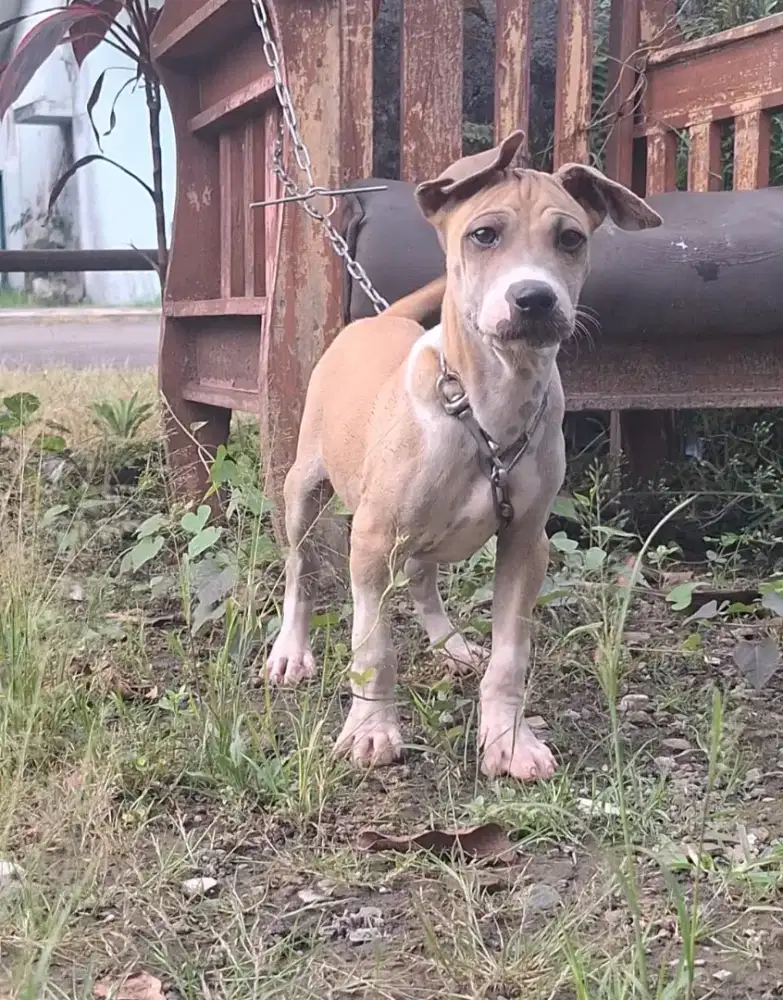 Terpit (terrier x pitbull)