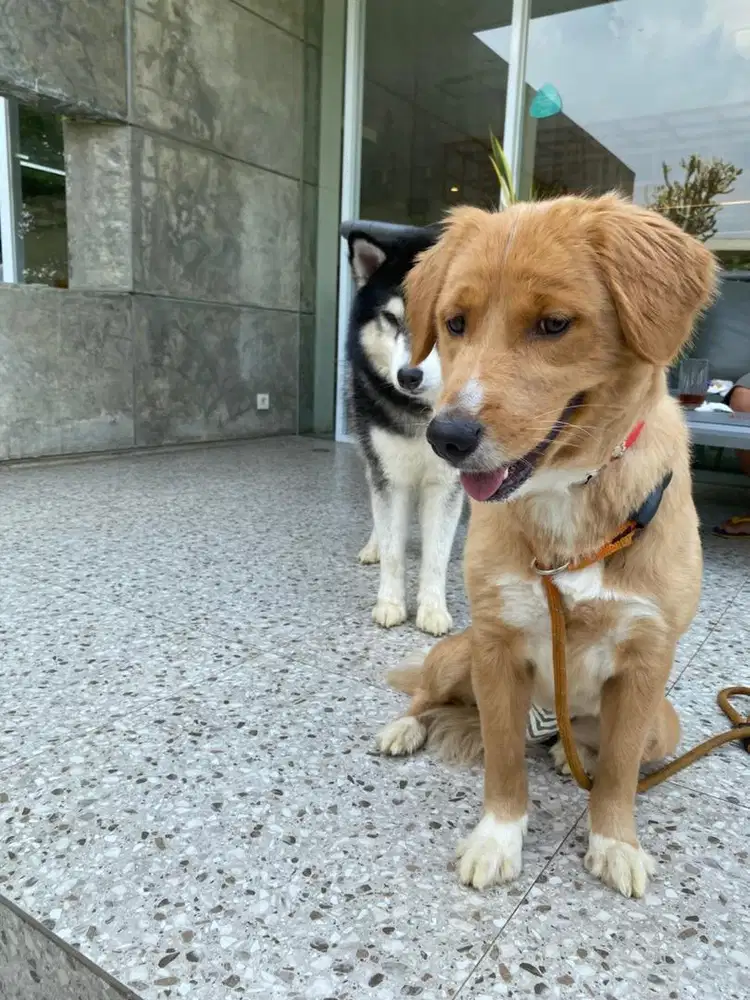 Jual anjing Husky dan Golden mix corgi