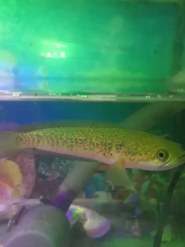 chana kalimaya -+15 cm