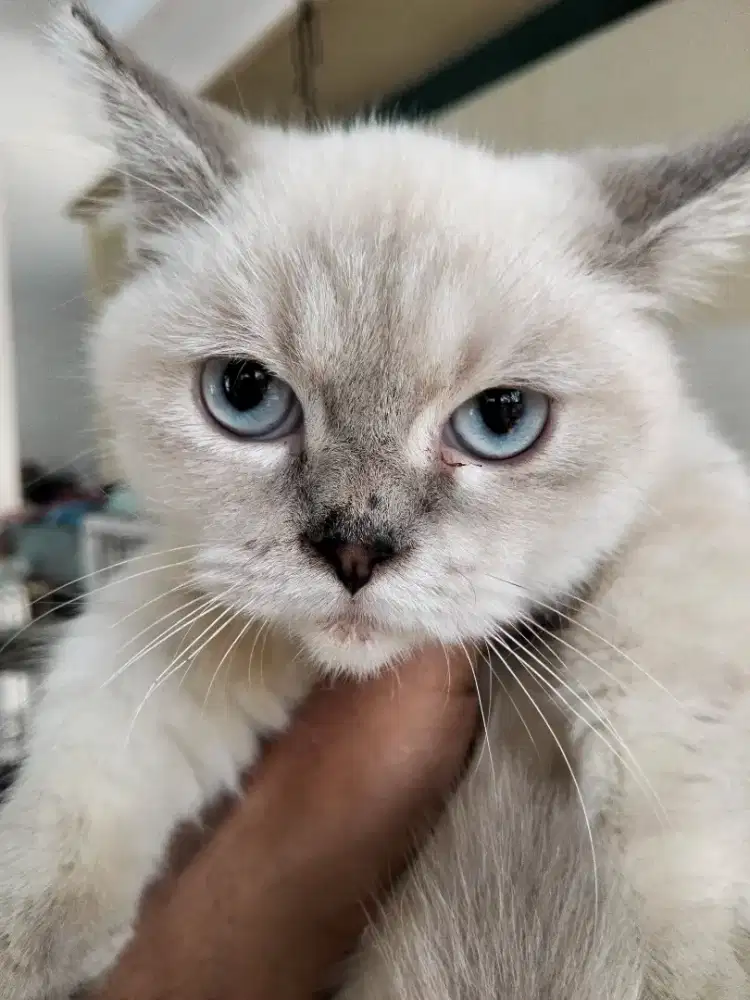 Kucing munchkin jantan