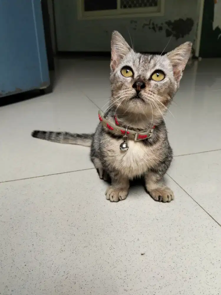 Kucing Munchkin jantan