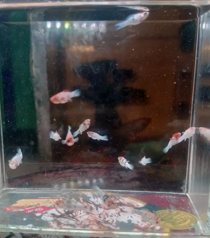 Anakan ikan Molly RH bukan burung ayam bebek atau kucing dan kelinci