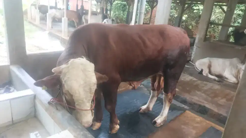 Hewan Qurban Kurban 1447 H / 2026 M