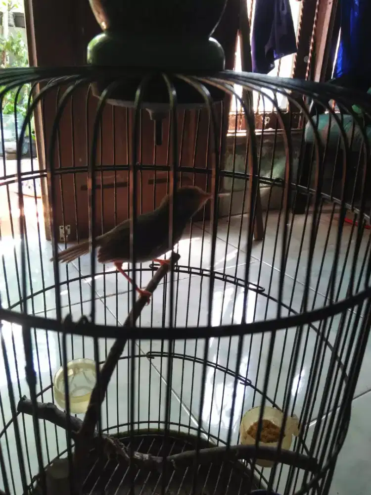 Prenjak tamu gacor voer