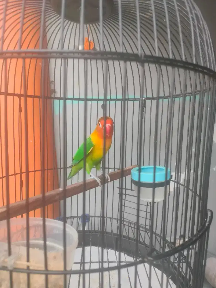 Burung Lovebird