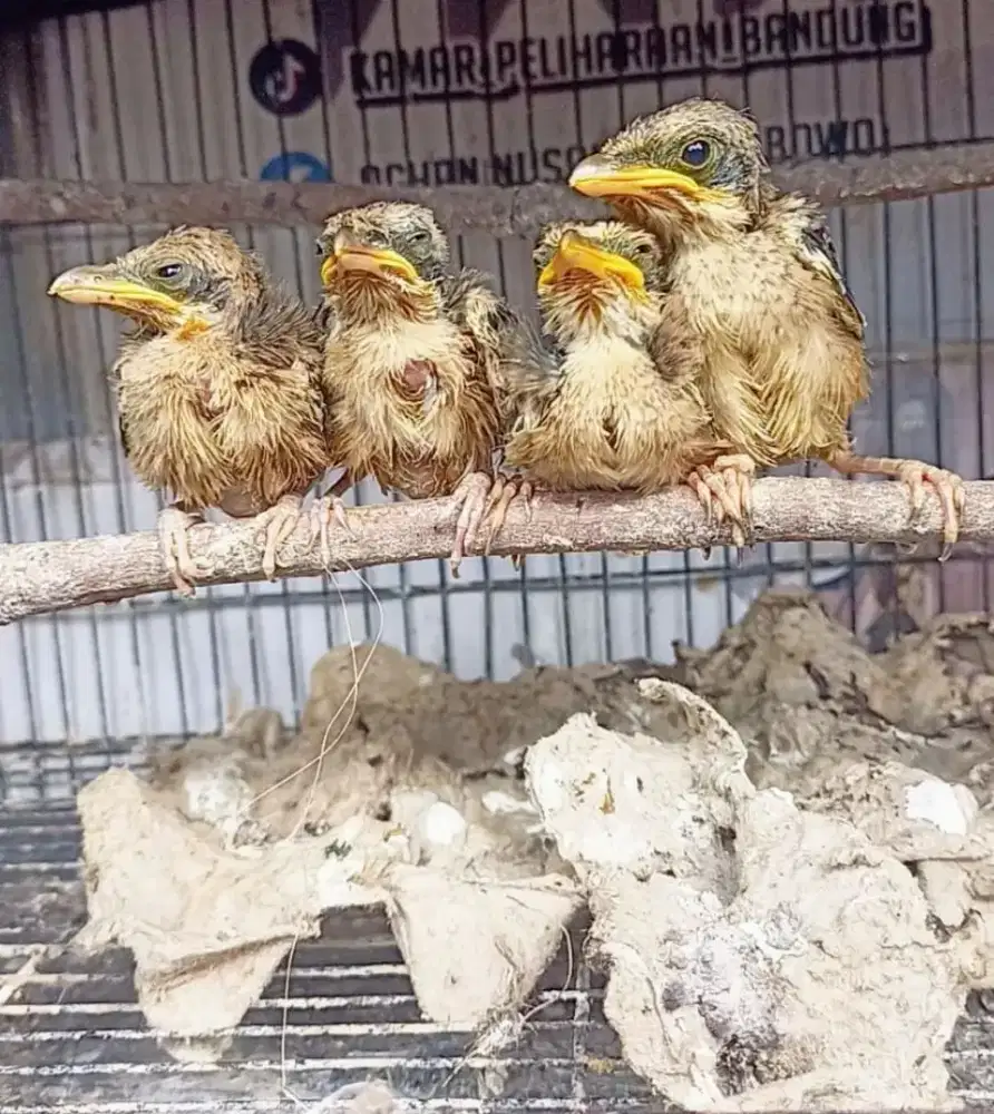 Anakan cendet  pentet