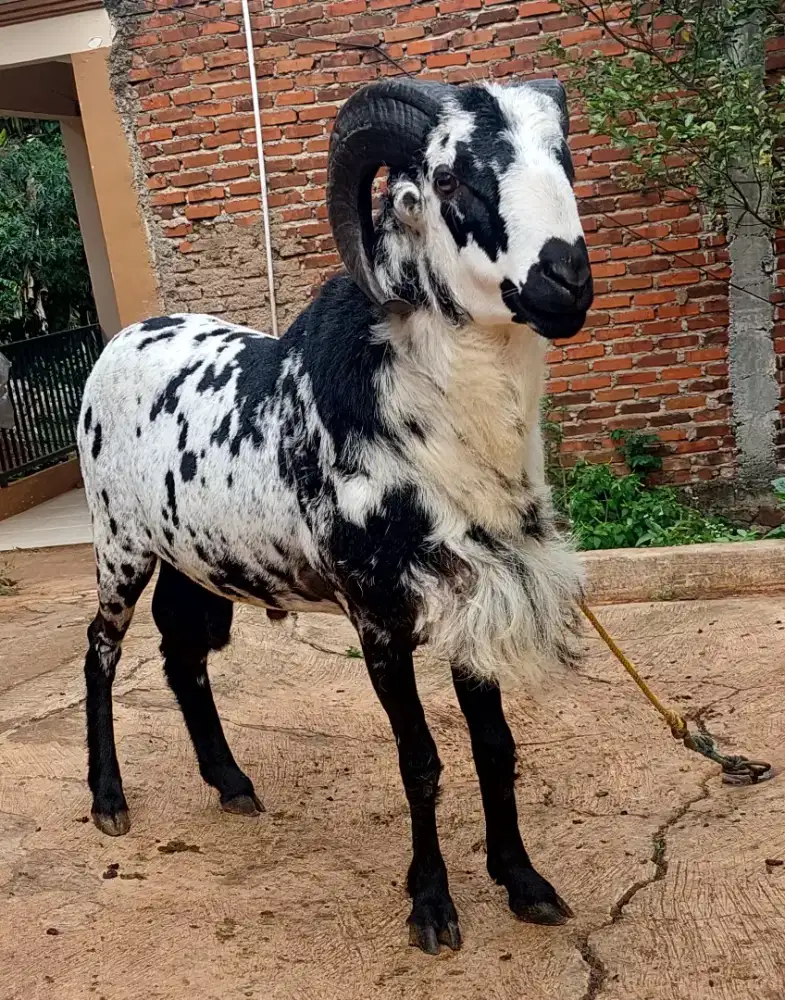 Domba Kurban Terawat  Cimenyan