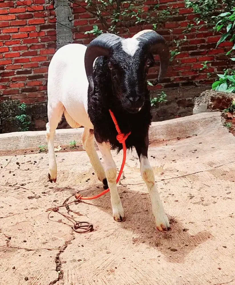 Domba Kurban Cimenyan