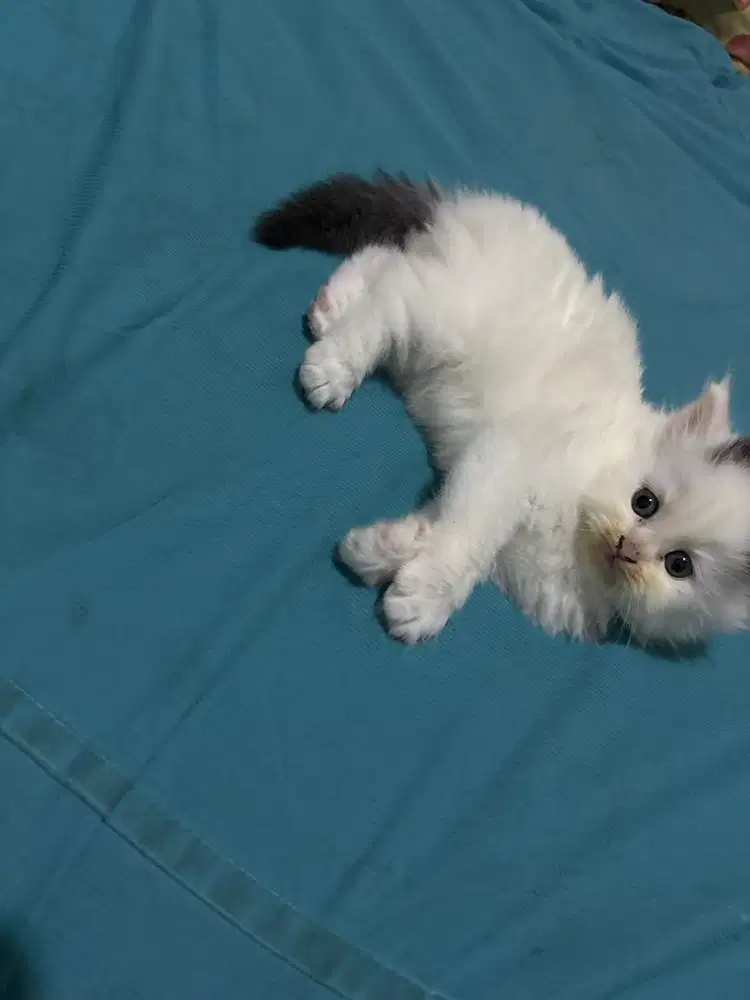 Kucing persia radgoll