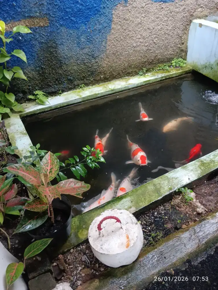 Ikan koi  borong