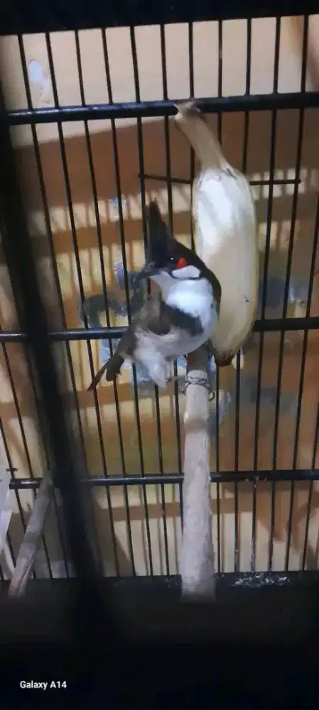 Merbah jambul/kutilang malaysia