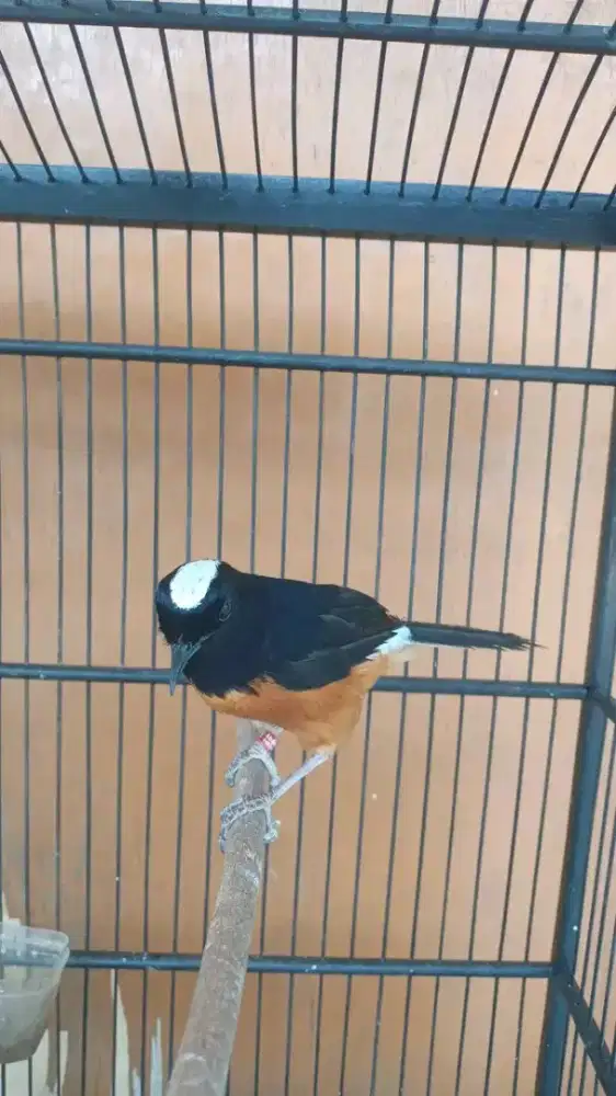 Murai batu avatar sabah