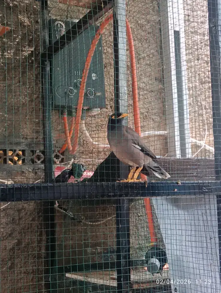 Jalak batam dan jalak kebo