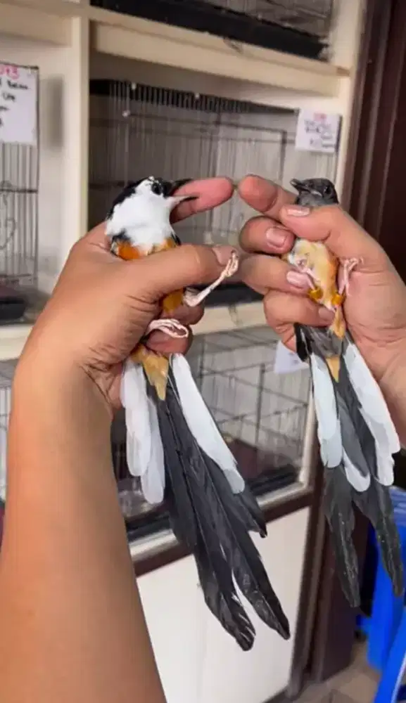 Sepasang murai batu trah panda