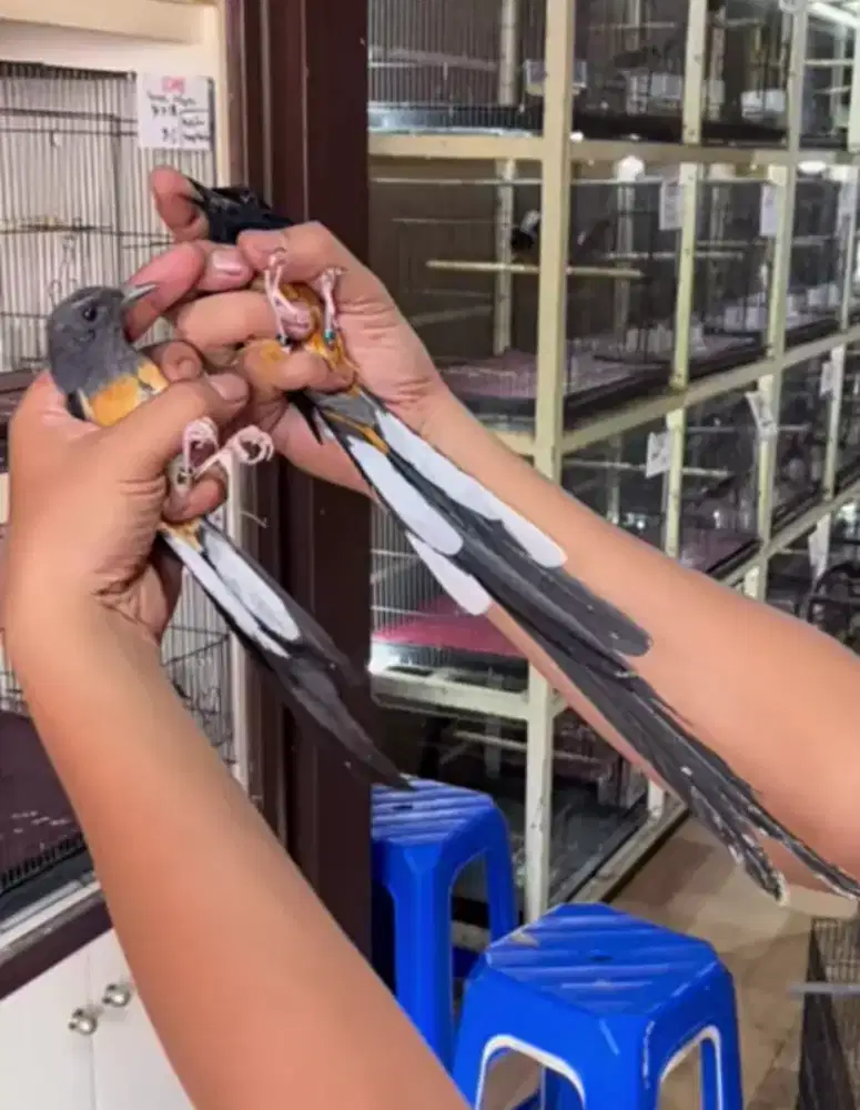 Sepasang murai batu ekor 34cm x 18cm