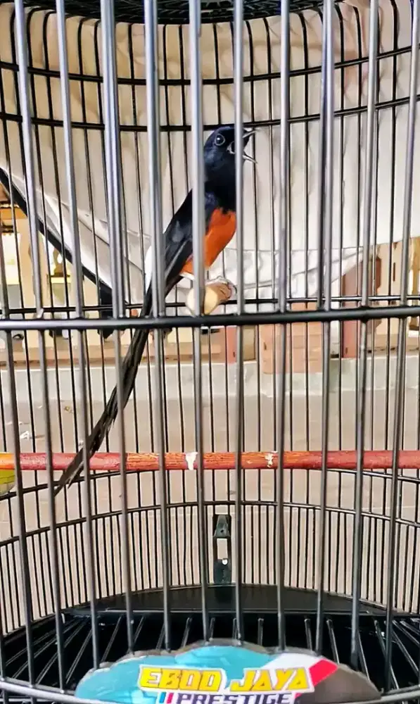 Murai batu nias raja ekor hitam