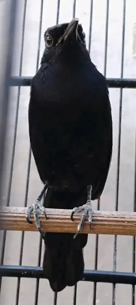 Kacer wulung mulus rawatan