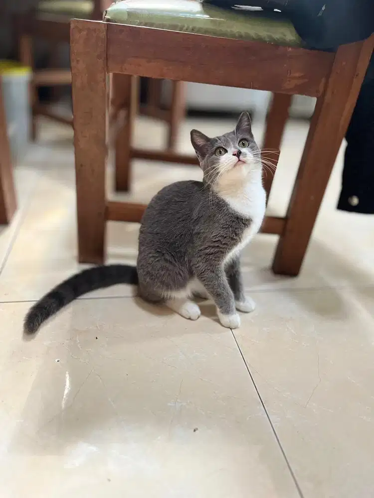 Kucing kitten british shorthair