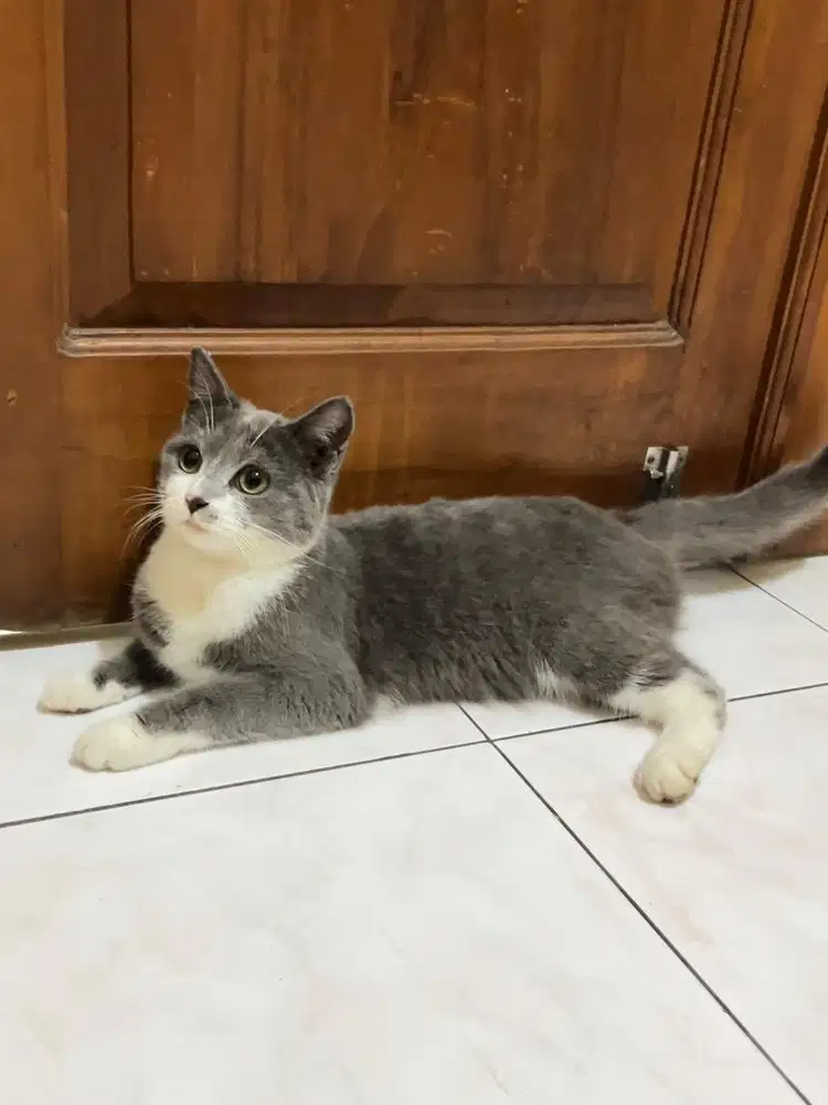 Kucing kitten british shorthair