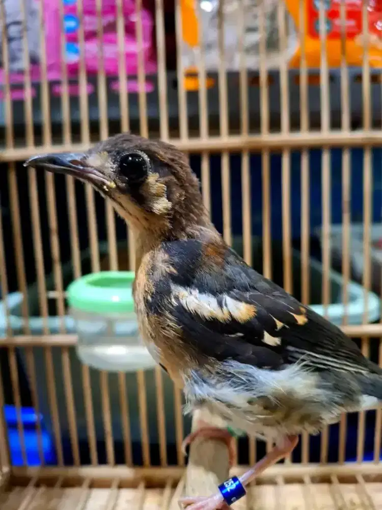 Trotol anis kembang garansi jantan