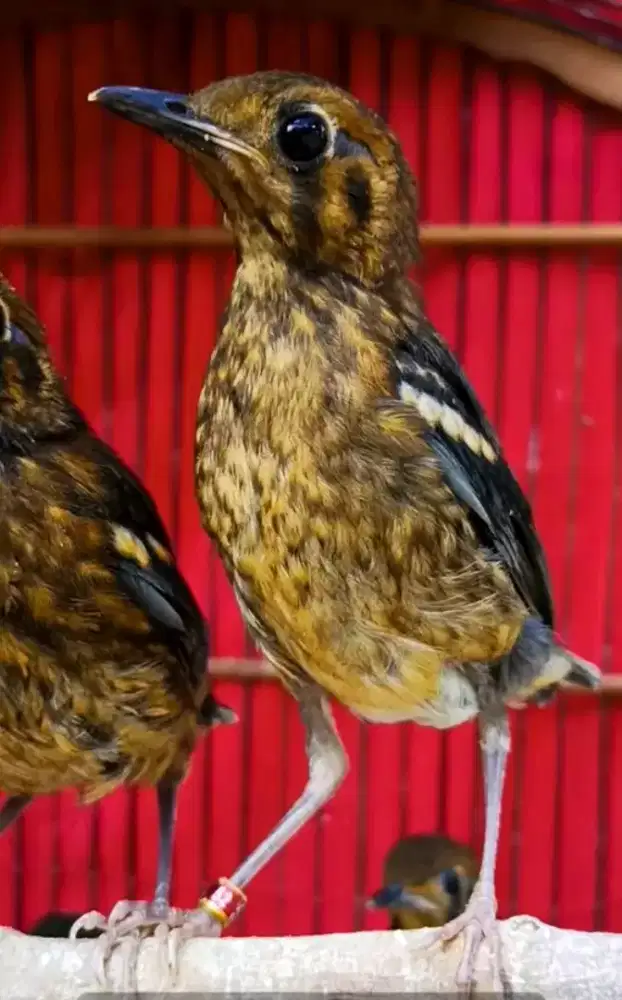 Trotol anis merah garansi jantan