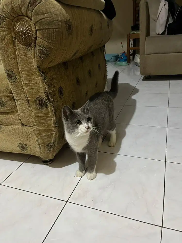 Kucing british shorthair bicolor kitten