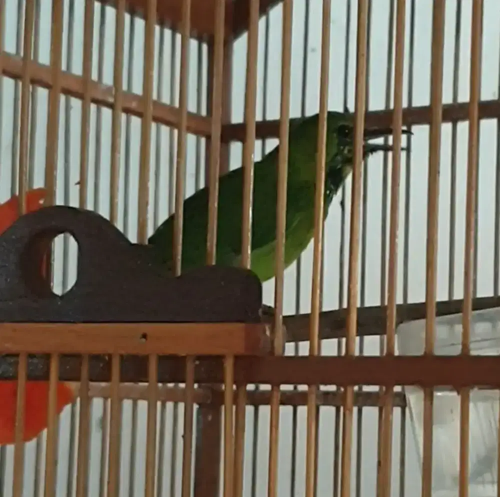 Jomin trotol bocor rajin