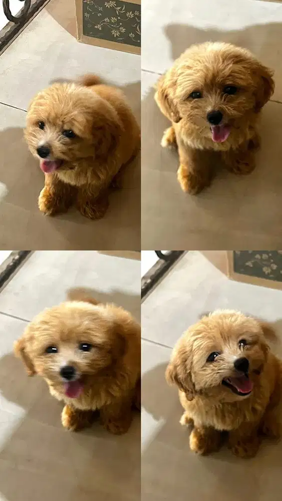 PUPPY / ANAK ANJING SHIHPOO